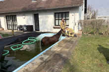 Feuerwehr im Einsatz: Pferd musste aus Grazer Pool gerettet werden 