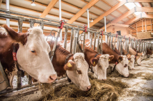 Landwirt stürzt auf Bauernhof in Kärnten in die Tiefe