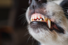 Vorfall im Hof : Zwei Hundebesitzer mit Bisswunden im Krankenhaus 