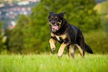 Hundeattacke: Warum wenige Sekunden über die Haftung entscheiden