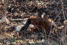Rosental: Freilaufende Hunde hetzen Rehgeiß und verletzen sie schwer 