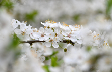 Po dveh prijetnih pomladnih dneh prihaja vremenski preobrat: veter, dež in sneg