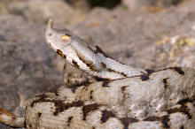 Giftige Schlange: Schülerin wurde in der Pause von Hornotter gebissen