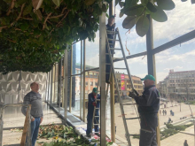 NAJVEĆI FIKUS NA BALKANU NALAZI SE U ČAČKU Tropski gorostas, dugačak više od 40 metara, svi žele baš njegov fikus (FOTO)