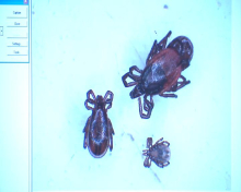 Klop brez gostitelja preživi tudi leto dni