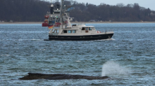 Gestrandet an der Ostseeküste: Warum ist es so schwierig, den Buckelwal freizubekommen?