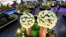 Messe: Messe Dresden lädt zur Orchideenschau