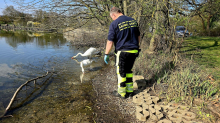 Tiere: Stadt Mannheim fängt gehandicapten Schwan - und warnt