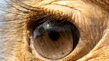 Foto-Quiz: Erkennen Sie die Tiere an den Augen?