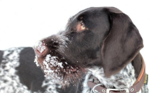 Znanstvenici identificirali najstarijeg poznatog psa, datira od prije 15.800 godina