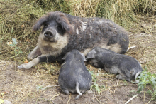 Hans Kilger als Zeuge: Wollschweine-Zucht bringt Familie vor Gericht 