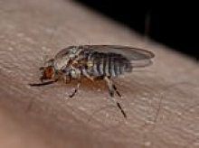 Huge surge in tiny EYE-BITING flies plagues California: 'They're like little demons'