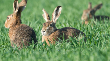 Feldhasen vor dem Osterfest: Trotz Rückgang: Hasen hoppeln weiter zahlreich durchs Land