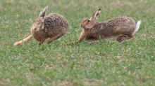 Natur und Umwelt: Wie es den Feldhasen geht – und was ihnen jetzt droht