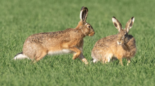 Tierwelt: Feldhasen fühlen sich in NRW wohl