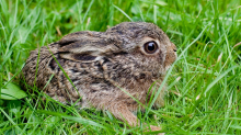 Niedersachsen: Zahl der Feldhasen stabil – Bedrohung durch Virus