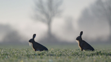 Tiere: Immer mehr Feldhasen in Hamburg