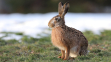 Tiere: Zahl der Feldhasen in Sachsen-Anhalt leicht gestiegen