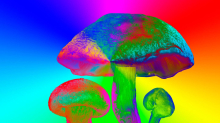 Magic Mushrooms: Helfen Pilze gegen Depressionen? Eine große Studie weckt Hoffnung – aber …