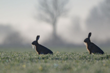 In der Paarungszeit sterben jedes Jahr tausende Hasen auf den Straßen
