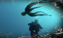 Što ostaje nakon rata kad sve utihne: izložba s dna Jadrana i Baltika