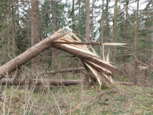 V vetrolomu poškodovanih najmanj 200 tisoč kubičnih metrov lesne mase