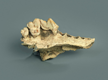 Najzgodnejši znani pes je živel pred 15.800 leti, je pokazala genska analiza