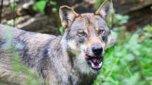 Tiere: Frau in Hamburg von Wolf gebissen – Tier aus Alster gezogen