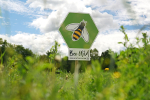 Artensterben massiv: Kaum Nahrung für Insekten auf Ackerflächen