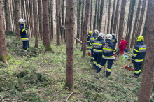 Alleine im Wald: 65-Jähriger bei Forstarbeiten von Baum getroffen