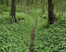 Zaradi zamenjave čemaža in divjega pora z jesenskim podleskom umrla dva človeka