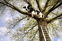 April, April: FF Traboch-Timmersdorf musste Kuh von Baum retten