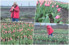 OD PETKA OTVORENO ZA POSETIOCE! Nesvakidašnje Hildino polje lala usred Vojvodine! Za vikend vašar i berba, komad - 80 dinara (VIDEO)
