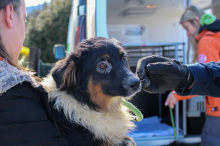 39 Hunde aus Haus gerettet: „Es war furchtbar, überall war Kot und Urin“