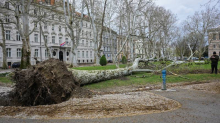 Oluja srušila platanu nakon 153 godine na Zrinjevcu! Stigla je iz Trsta kad je imala dvije godine
