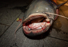 RIBU SVOG ŽIVOTA BATA UPECAO ISPOD BRANKOVOG MOSTA: Beograđanin usred noći izvukao grdosiju od 100 kila?! Nesvakidašnje slike kapitalca (FOTO)