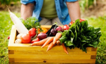 Tijekom 2025. povećana proizvodnja rajčica, paprike, salate...