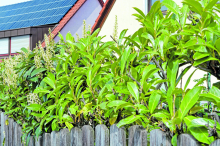 Alltagsfrage: Was tun, wenn ich einen Kirschlorbeer im Garten habe?  