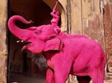 Fury in India after elephant is painted bright pink for photoshoot and later dies - as Russian photographer reveals death threats