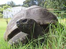 How Jonathan - the 193-year-old tortoise at the centre of a death hoax - was found sleeping under a tree as 'scammer was trying to con mourners for crypto donations'