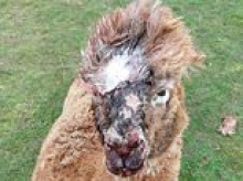 Four alpacas mauled to death and two left injured by Rottweilers at farm