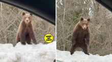 VIDEO Oči u oči s medvjedom u Lici: 'Radoznalo se podignuo na stražnje noge. Nevjerojatno!'