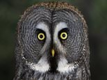 Here's looking at twit-twoo: Hand-reared owls trained for flying displays at British bird centre pose for the camera