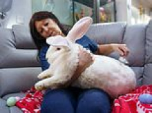 Meet 'Junior': The 21lb Easter bunny whose tiny playmate likes to snuggle under his giant ears... but owning a rabbit drastically increases YOUR risk of insomnia, studies find