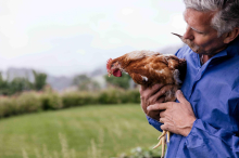 Proteinreich: Trend zum Huhn beflügelt dieses Kärntner Unternehmen