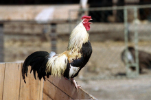 Vogelgrippe: Stallpflicht fällt, aber das Risiko bleibt hoch