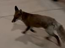 'Freda', the fox which evaded Parliament security for months - giving her 'a better attendance record than some members of the Lords' - caught and released into the wild