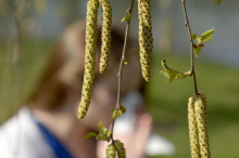 Birkenpollen: In Kärnten beginnt die schlimmste Zeit für Allergiker