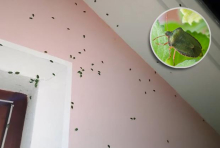 Smrdibube napale domove širom Srbije: Ovo je trik koji ih tera za 5 minuta, svi ih imaju u kući