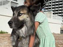 'America's saddest husky' spotted wandering baking Arizona desert without water after owners were DEPORTED